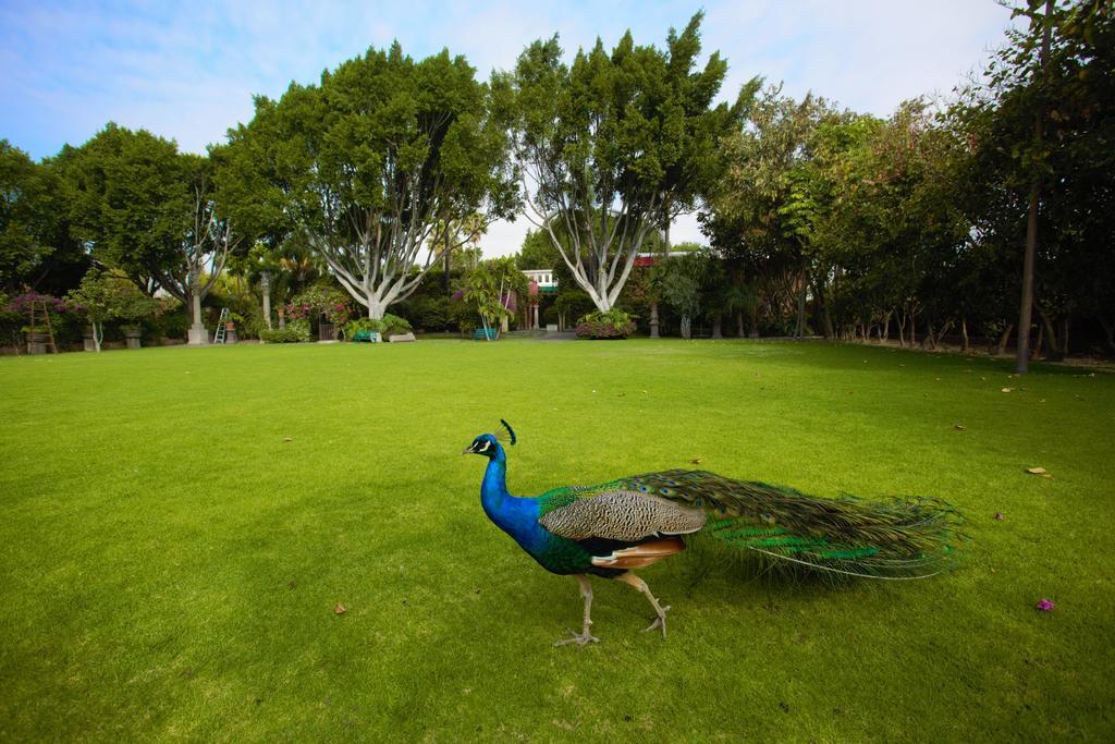 Las Calandrias Hotel Atlixco Luaran gambar